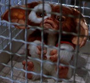 Gizmo in a cage
